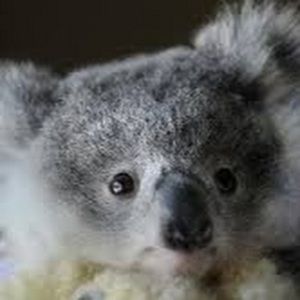 Meet your Posher, Naya